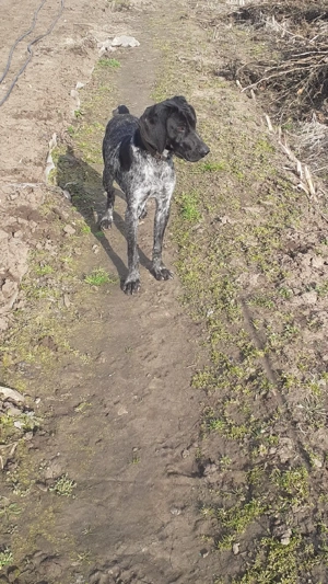 Brac german  - imagine 3