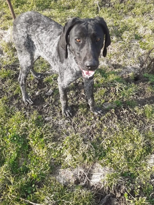 Brac german  - imagine 2