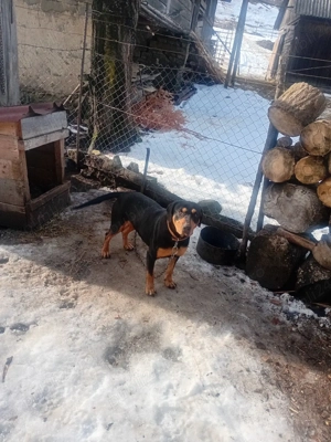 capoi ardenelesc - imagine 2