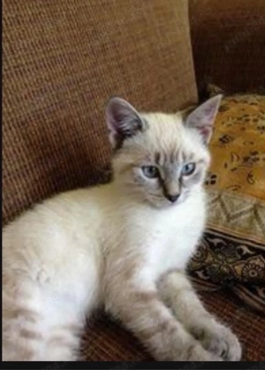 Ragdoll activ si jucaus  - imagine 4