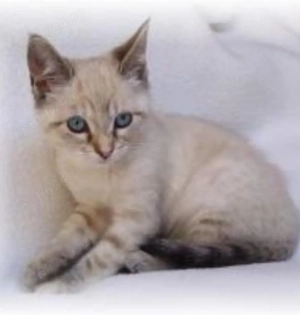 Ragdoll activ si jucaus  - imagine 2