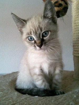 Ragdoll activ si jucaus 