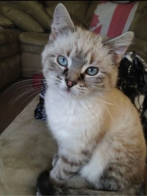 Ragdoll activ si jucaus  - imagine 3