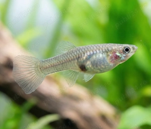 Vand Guppy Endler Black Bar - Poecilia wingei  - imagine 2