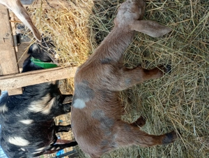 Tapisor de vânzare  - imagine 3