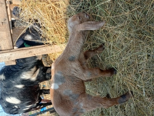 Tapisor de vânzare  - imagine 5