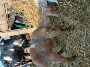 Tapisor de vânzare  - imagine 4