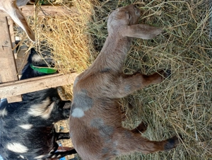 Tapisor de vânzare  - imagine 2