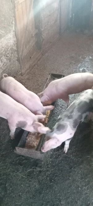 vind purcei  - imagine 2