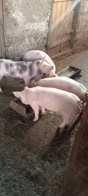 vind purcei  - imagine 4