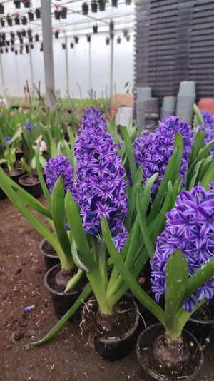 Flori de primăvară