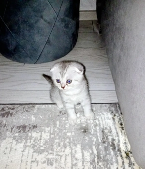 Pisicuțe scottish(mama scottish fold,tata american scottish) - imagine 3
