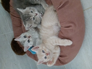 Pisicuțe scottish(mama scottish fold,tata american scottish) - imagine 2