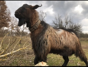 Tap din capra anglonubiana si tap alpin francez! - imagine 2