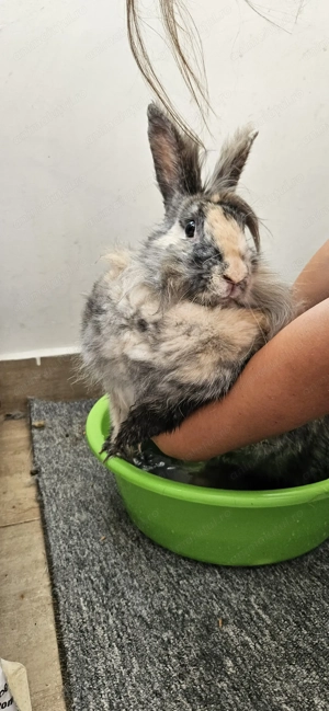 O donam pe Rontaila, iepure rasa Gura de Leu, aproape 4 ani