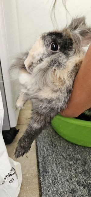 O donam pe Rontaila, iepure rasa Gura de Leu, aproape 4 ani - imagine 2