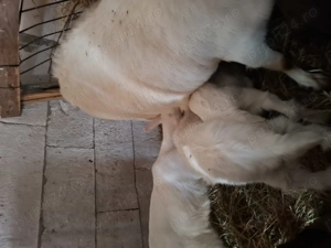 Iezii pentru Paște de  vânzare 