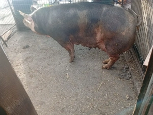 vand porc mare - imagine 3