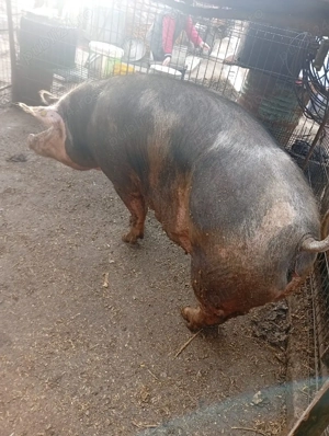 vand porc mare - imagine 2