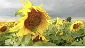 Engleza, 49ron, promo