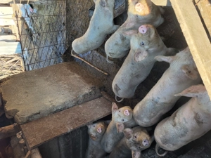 Purcei de vanzare - imagine 2