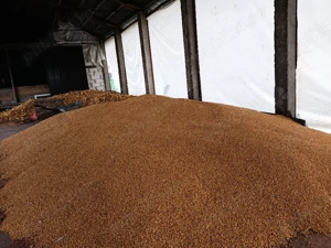 vand graunte treierate recent