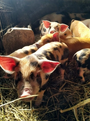 Vand purcei - imagine 5