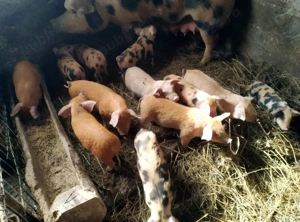 Vand purcei - imagine 2