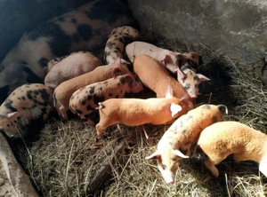 Vand purcei - imagine 3