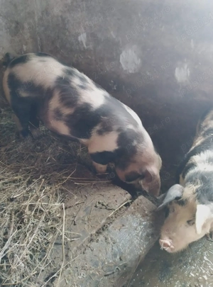 Vand purcei - imagine 4