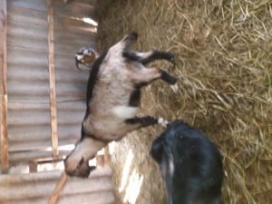 Iezi tapi 7 luni - imagine 4