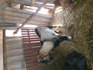 Iezi tapi 7 luni - imagine 2