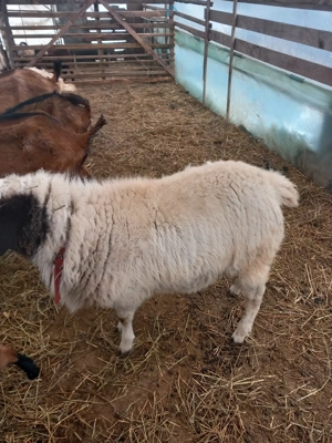 vand o pereche de oi dorper mia si berbec - imagine 4