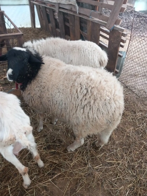 vand o pereche de oi dorper mia si berbec - imagine 3