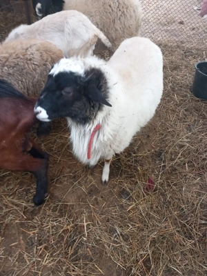 vand o pereche de oi dorper mia si berbec - imagine 2