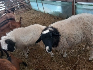 vand o pereche de oi dorper mia si berbec