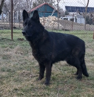 ciobanesc german negru 
