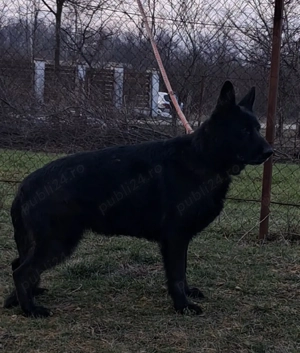 ciobanesc german negru  - imagine 2