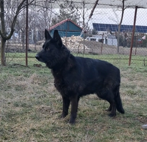ciobanesc german negru  - imagine 3