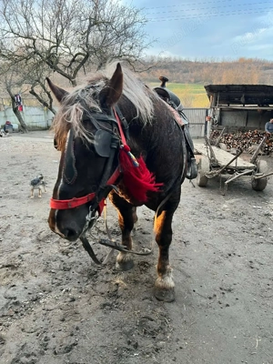 Armăsar de vânzare  - imagine 5