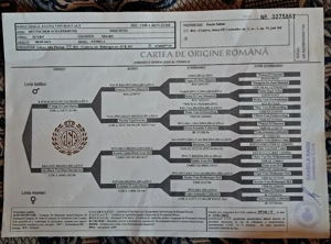 ciobanesc german negru  - imagine 4