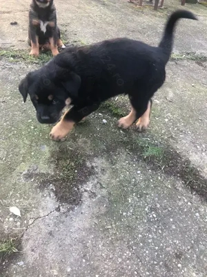 donez femela rottweiler cu labrador 7 saptamani