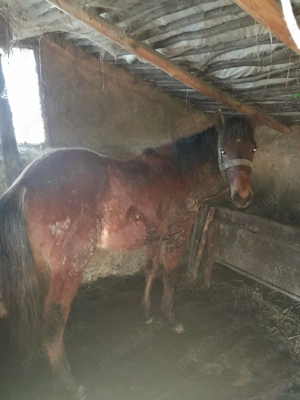 vînd armăsar  - imagine 2