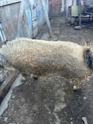 Vand mangalita Porc mangalita - imagine 2