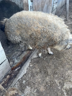 Vand mangalita Porc mangalita - imagine 3