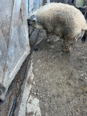 Vand mangalita Porc mangalita - imagine 4