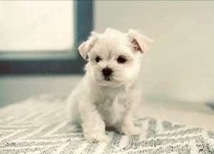 Vand bichonel talie mica baiat 6 saptamani