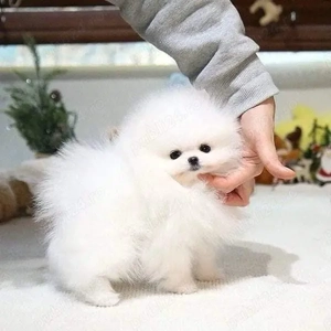 Pomeranian mini toy tip ursuleț