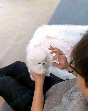 Pomeranian mini toy rasa pura