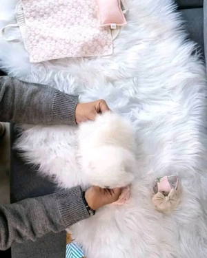 Pomeranian mini toy rasa pura - imagine 4